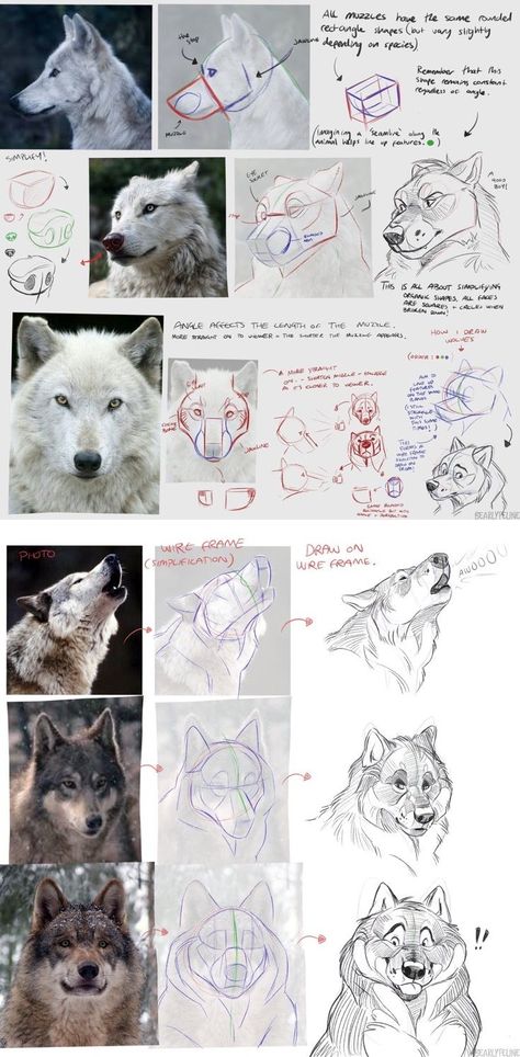 Ios Shortcuts, Drawing Advice, Bri On Twitter, Dog Face Drawing, Wolf Sketch, Canine Drawing, Dog Anatomy, Animal Study, Canine Art