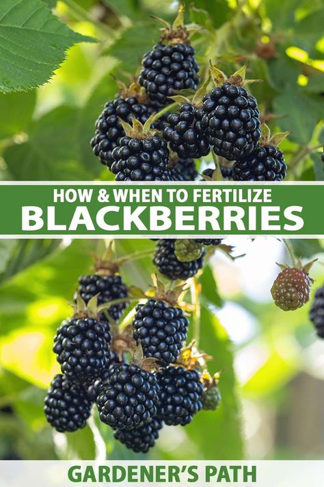 If you're growing blackberries, knowing how and when to fertilize is one of the most important parts of raising these fantastic fruits. If you can nail the process, you can pretty much guarantee a massive harvest. Learn how and when to fertilize blackberries now on Gardener's Path. #blackberries #gardenerspath Blackberry Bushes Care How To Grow, Blackberry Bushes Growing, Growing Marionberries, Growing Blackberries In Containers, Blackberry Plants How To Grow, Blackberry Pruning, Blackberry Care, How To Grow Blackberries, Grow Blackberries