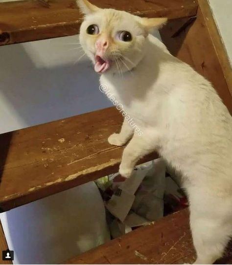 The Cat | Coughing Cat | Funny cat pictures, Funny cat memes, Funny cat wallpaper Coughing Meme Funny, Cat Injuries, Viral Pictures, Derpy Cats, Cat Website, Funny Cat Names, Funny Dog Faces, Cat Quotes Funny, Dog Videos