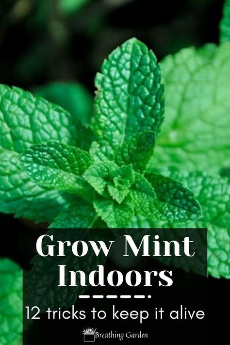 Mint Plant Care, Growing Mint Indoors, How To Grow Mint, Grow Mint, Mint Plant, Growing Herbs Indoors, Growing Mint, Peppermint Plants, Mint Plants