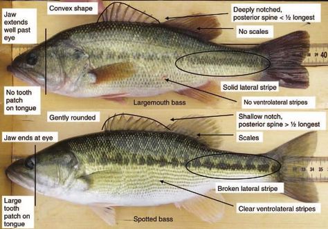 Fishing Knowledge, Pergola Planter, Fish Chart, Fisher Woman, Fish Carving, Largemouth Bass Fishing, Bass Fishing Tips, Smallmouth Bass, Bass Fish