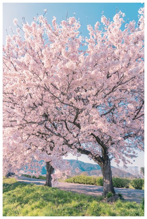 Korea Life, Pink Blossom Tree, Cherry Blossom Wallpaper, Sakura Tree, Sakura Flower, 수채화 그림, Tree Wallpaper, Beautiful Landscape Wallpaper, Cherry Blossom Tree