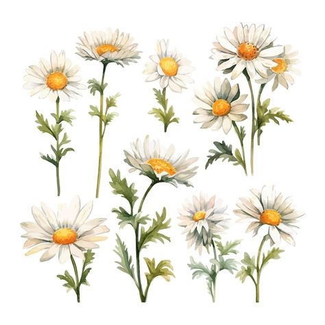 Daisy Clipart, Daisy Watercolor, Watercolor Daisy, Fairy Illustration, Flowers Clipart, Clipart Free, Birth Month Flower, Daisy Flowers, Stationery Templates