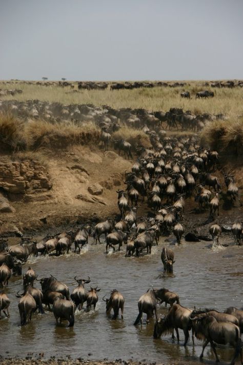 🐃🦓🐊What are the BEST times & locations to experience the GREATEST Migration on Earth, firsthand?
✔️ We've got you covered, read on:
https://www.afamilysafariblog.com/our-family-friendly-guide-to-the-annual-wildebeest-migration/

There’s still space…
... at some of our family's Favourite Hidden Gems, in the Masai Mara, throughout High Season (August & September).
To book contact our team today at safaris@thesafaricoltd.com. Animal Migration, Migration Of Animals, The Great Migration African Americans, The Great Migration Africa, Kenya Safari Masai Mara Camps, The Great Migration, Masai Mara, Family Favorites, Friends Family