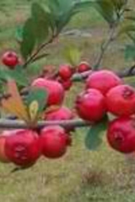 MAYHAW JELLY Mayhaw Jelly Recipe, Mayhaw Jelly, Homemade Jelly, Jelly Recipe, Homemade Condiments, Just A Pinch Recipes, Berry Bushes, Jam And Jelly, Jelly Recipes