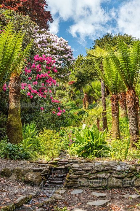 Stock Photo- Trebah Garden, Cornwall, England, UK Trebah Garden, England Images, Cornwall Photography, Plant Arrangements, Cornwall England, England Uk, Water Garden, Photoshoot Ideas, Cornwall