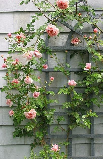 Don't you just love this beautiful trellis that's on its way to being covered with lovely pink climbing roses?  via Roses Pergola, Roses Trellis, Climbing Roses Trellis, Roses Climbing, Climbing Flowers, Rose Trellis, Rose House, Trellis Plants, Walled Garden