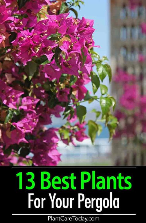 13 Best Plants For Your Pergola Flower Gardening Ideas, Indoor Garden Decor, Tools Tattoo, Grape Growing, Tattoo Garden, Wine Grape, Growing Vines, Cheap Pergola, Pergola Swing