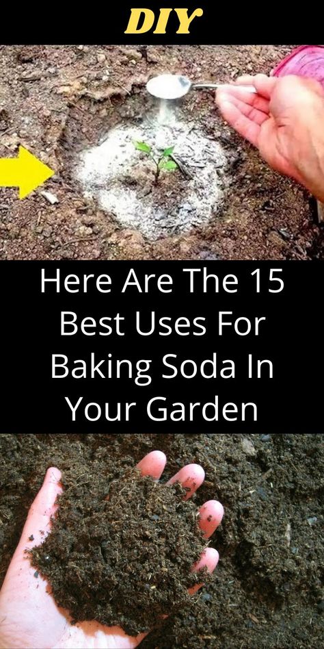 Baking Soda In The Garden, Uses For Baking Soda, Garden Hacks Diy, Baking Soda Benefits, Garden Remedies, Vegetable Garden Diy, Gardening Hacks, Plant Hacks, Astuces Diy