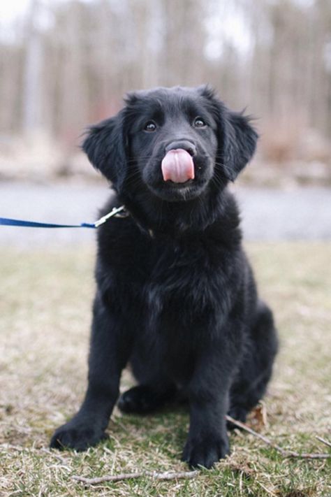 Wolf Dog Black, Dogs Black Aesthetic, Black Golden Retriever, Small Black Dog, Golden Retriever Breed, Black Wolf Dog Hybrid, Large Black Dog, Golden Retriever Mix, Black Puppy