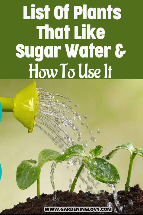 Does sugar water has positiv impact on plants? Read this post to see the list of plants that like sugar water and how to use it. What Plants Can You Propagate In Water, Rooting Plants In Water, Homemade Plant Food, Plants Grown In Water, Brain Boosting Foods, Too Much Sugar, Florida Landscaping, Self Watering Plants, Retaining Water