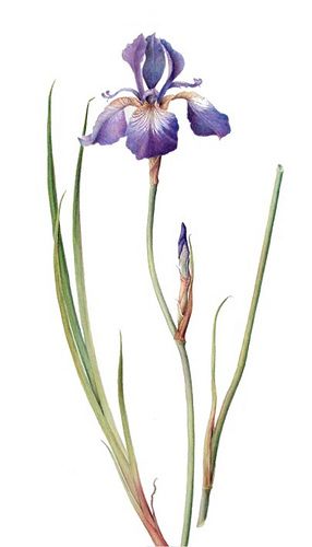 Blue iris | Marlene Grandy-van Es Gloriosa Superba, Iris Drawing, Iris Tattoo, Iris Painting, Geniale Tattoos, Flowers Botanical, Blue Iris, Watercolor Flower Art, Botanical Painting