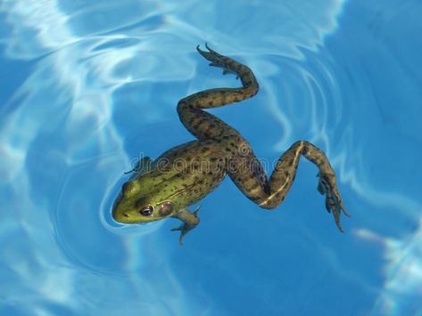 Types Of Frogs, Underwater Drawing, Frog Drawing, Custom Pools, Swimming Pools Backyard, Green Frog, Saltwater Pool, Frog And Toad, Pool Cover