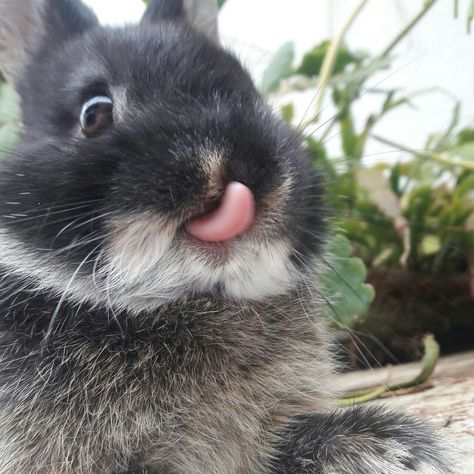 Bunny tongue Bunny With Tongue Out, Bunny Tongue, Black Tongue, Rabbits, Buns, Cute Animals, Collage, Drawings, Animals