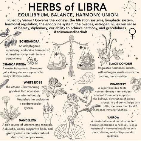 A key energy within Libra as an archetype, is the power of EQUILIBIRUM + HARMONY. Libra, ruled by the gentle and magical powers of Venus, reminds us about the balance we must keep within the relational realm. This isn’t just amongst relationships to fellow humans, this also encompasses the symbiosis we keep with the relational realm in itself as an archetype. Our relationship to reality, nature, to animals, to the system(s) of life, and most importantly, to ourself. @adrianayales Venus rules ae Magickal Herbs, Witch Herbs, Medical Herbs, Libra Season, Magic Herbs, Magical Powers, Magical Herbs, Herbal Apothecary, Herbal Healing