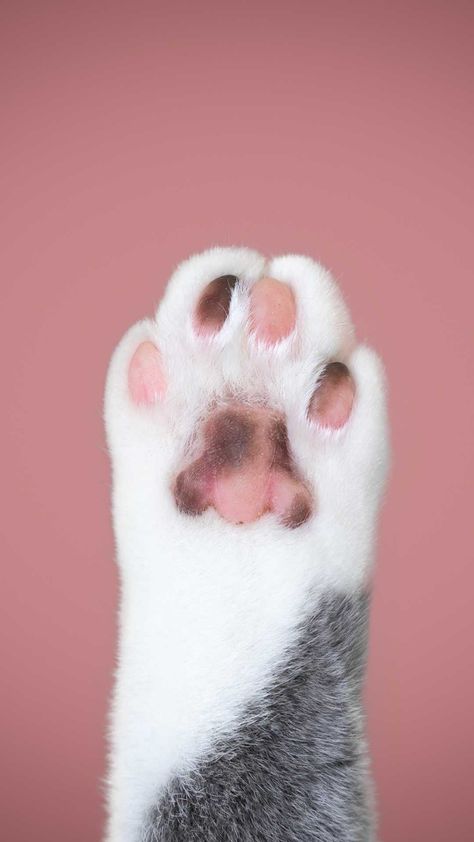 Wallpaper Gatos, Paw Wallpaper, Kitten Drawing, Cute Cat Wallpaper, Cat Photography, Cat Aesthetic, Cat Wallpaper, Cat Paws, Pretty Cats