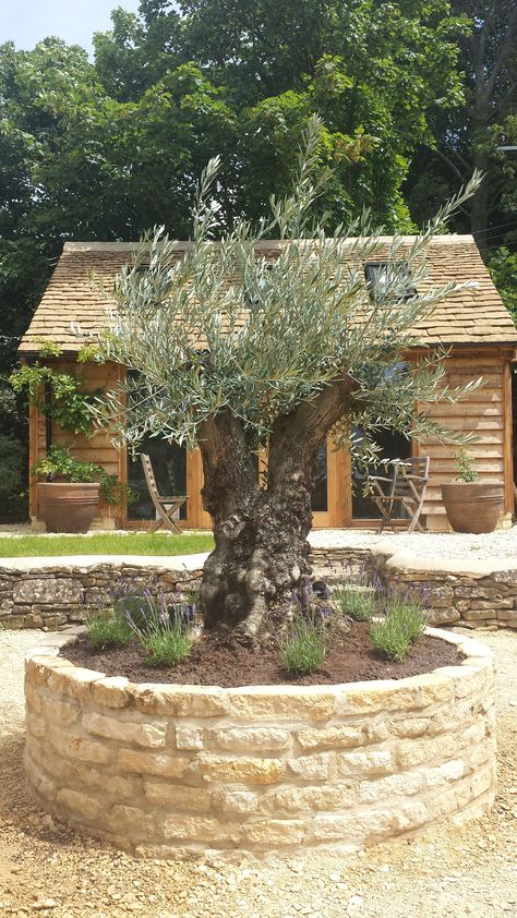 Olive Tree In Garden, Olive Tree Garden, Olive Tree Care, Small English Garden, Olive Trees Landscape, Olive Trees Garden, Olivier En Pot, Growing Olive Trees, Dream Garden Backyards