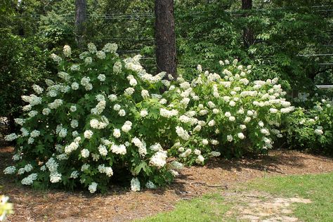 Louisiana Landscaping Front Yard, Oakleaf Hydrangea Landscape, Formal Landscaping, Hydrangea Landscaping, Hydrangea Shrub, Hydrangea Quercifolia, Yard Fence, Oakleaf Hydrangea, Southern Garden