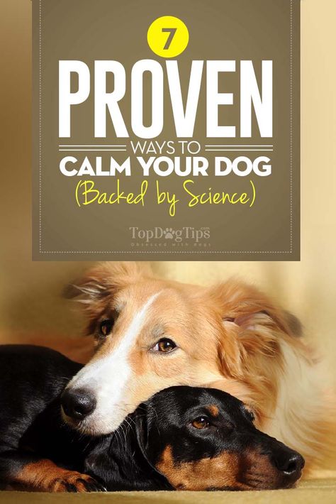 Hyperactive Dog, Dog Psychology, Reactive Dog, Dog Behavior Problems, Dog Training Classes, House Training Dogs, Dog Training Advice, Dog Essentials, Dog Brain