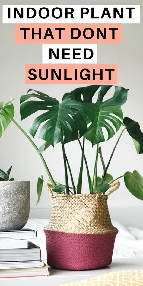 Here I share 13 plants that don't need sunlight, plants that dont need light, indoor plant that dont need sun, plants that don't need sunlight houseplant. #plantsnosunlight #houseplants Plants That Require No Sunlight, Indoor Plants That Dont Need Sunlight, Direct Sunlight Plants Outdoor, Plants That Dont Need Sunlight, Zero Sunlight Indoor Plants, Bathroom Plants No Sunlight, Sunlight Plants, Best Office Plants, Best Bathroom Plants