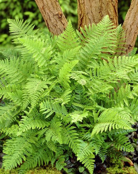 Ferns Plants For Sale - 2 Ferns For $11.99 Dryopteris Erythrosora, Lady Fern, Ferns Garden, Tree Nursery, Fern Plant, Vascular Plant, Shade Trees, Woodland Garden, Shade Plants