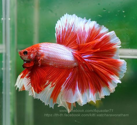 Siamese Fish, Fighter Fish, Oscar Fish, Fish Gallery, Fish Types, Betta Fish Types, Cr7 Wallpapers, Tropical Fish Aquarium, Pretty Fish