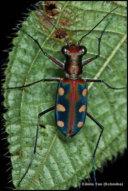 Japanese Tiger Beetle Colorful Beetles, Bugs Collection, Weird Bugs, Beautiful Beetles, Tiger Beetle, Insects Preschool, Firefly Art, Beetle Art, Japanese Tiger