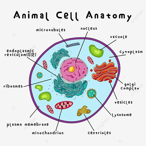 Structure Of Animal Cell, Animal Cell Parts And Functions, Cell Diagram Aesthetic, Cell Illustration Biology, Plant And Animal Cell Drawing, Ribosomes Notes, Plant Cell And Animal Cell Diagram, Animal Cell Notes, Animal Cell Drawing With Label