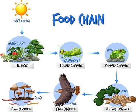 Food chain diagram concept Food Chain Diagram, Food Chain Activities, Food Tree, Cycling Food, Biology Activity, Train Projects, Earth Drawings, School Kids Crafts, Diy Phone Case Design