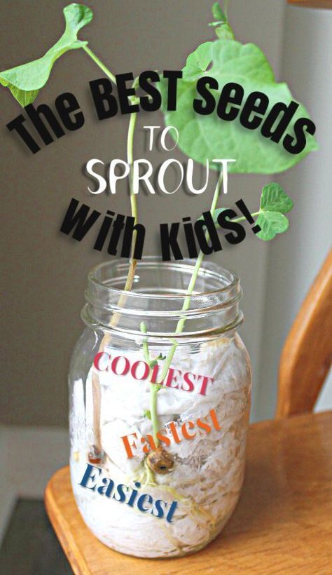 This is great! Find out which seeds sprout fastest, are easiest to grow, and have the coolest cell structures. Awesome garden science for preschoolers and kids! #howweelearn #gardening #vegetablegarden #kidsactivities #sciencefirkids #springactivities #preschoolactivities #getoutside Growing A Seed In A Plastic Bag, Kids Planting Seeds, Planting Seeds For Preschoolers, Pollen Transfer Activity, Growing Gardens Toddler Activities, Plant Activities For First Grade, Garden Science Experiments For Kids, Classroom Garden Ideas, Creative Curriculum Garden Study Preschool