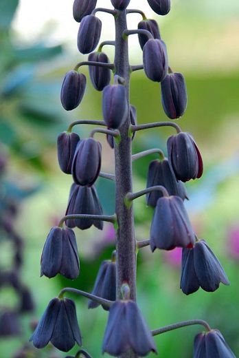 Persian Lily, Fritillaria Persica, Goth Garden, Rabbit Garden, Spring Flowering Bulbs, Magical Garden, Traditional Garden, Spring Bulbs, Spring Tulips