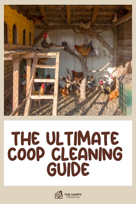 How to safely and thoroughly clean and disinfect a chicken coop to keep you and your flock healthy all year round? Read more in this blog! Clean Chicken Coop, Duck Care, Chickens In The Winter, Pig Care, Chicken Care, Rustic Outdoor Decor, Clean Chicken, Chicken Chick, Rabbit Care