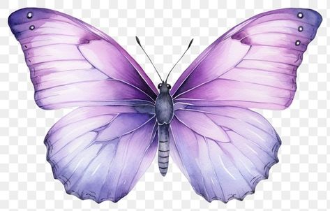 Purple Butterfly Printable, Purple Butterfly Wings, Butterfly Birthday Party Decorations, Png Butterfly, Easter Frame, Butterfly Animal, Cat Cake Topper, Drawings For Boyfriend, Butterfly Birthday Party