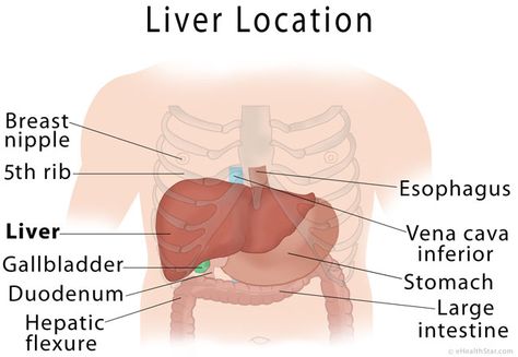 Liver Anatomy, Location and Function - eHealthStar Liver Location, Liver Anatomy, Lung Detox, Protein Metabolism, Low Estrogen Symptoms, Kidney Detox, Basic Anatomy And Physiology, Simple Health, Medical Anatomy