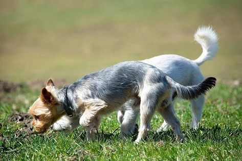 11 Surprising Things Dogs Smell That Humans Can't Dog Smelling, Dog Communication, Dog Body Language, Reactive Dog, Dog Smells, Assistance Dog, American Kennel Club, Dog Parents, Search And Rescue