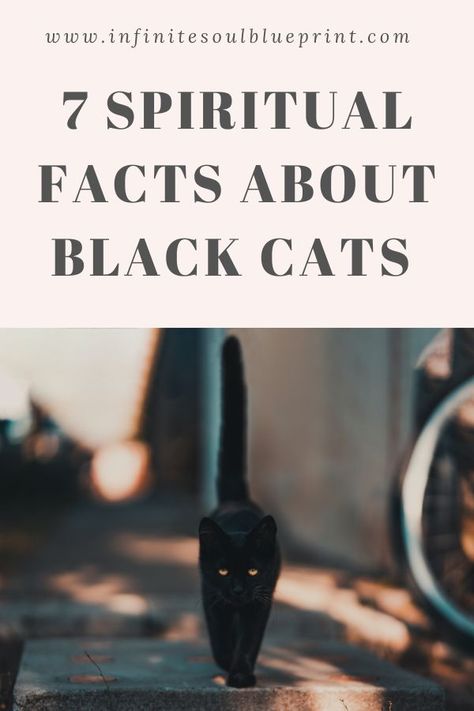 Black cats are often associated with Halloween or superstitions that claim it is bad luck to see one. However, this couldn’t be further from the truth. Black cats have an important meaning especially spiritually. You will not have bad luck if a black cat walks in front of you. Black cats can be quite spiritual and having one come into your life can be very significant. I know from personal experience of having three black cats show up at my doorstep. Cats Protect From Spirits, Black Cats Facts, Black Cat Mythology, Black Cat Crossed My Path, Black Cats Are Good Luck, Black Cat Crossing Your Path Meaning, Cats And Magic, Black Cat Facts Truths, Spiritual Meaning Of Black Cats