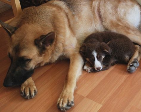 Big And Small Dogs Together, Dog And Cat Sleeping Together, Big Dog And Small Dog, Big Dog Small Dog, Wolf Anatomy, Dear Universe, Dog And Puppy, Short Dog, Dog Sleeping