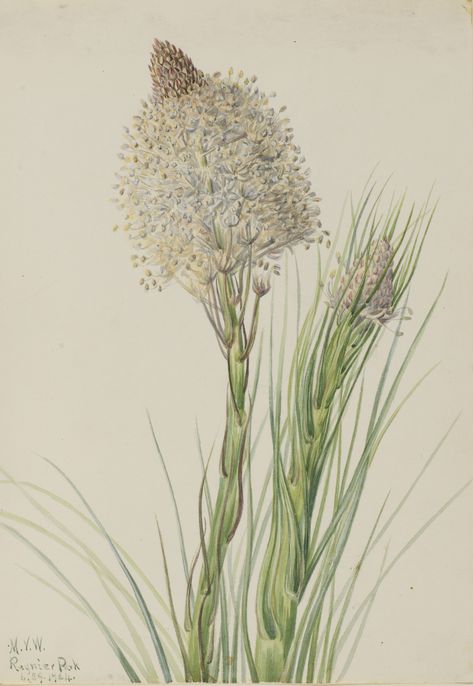 1924 | Mary Vaux Walcott | Rainier Park | Beargrass | Xerophyllum tenax Antique Botanical Print, Grass Flower, Mural Ideas, Plant Images, Painting Media, Vintage Botanical Prints, Vintage Botanical, Vintage Artwork, Fine Arts Posters