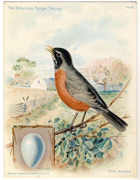 18 Robin Images! - The Graphics Fairy Robin Pictures, The Graphics Fairy, Bird Clipart, Graphics Fairy, Robin Bird, Images Vintage, Bird Pictures, Bird Illustration, Vintage Clip