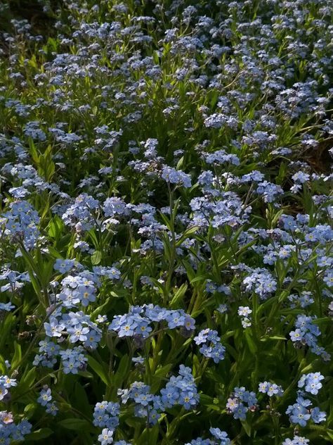 Wild Forget Me Not Flowers, I Will Never Forget You, Forget Me Not Aesthetic, Forget Me Nots Aesthetic, Forget Me Not Flowers Wallpaper, Forget Me Not Flowers Aesthetic, Forget Me Not Wallpaper, Forget Me Nots Flowers, Prettiest Flowers