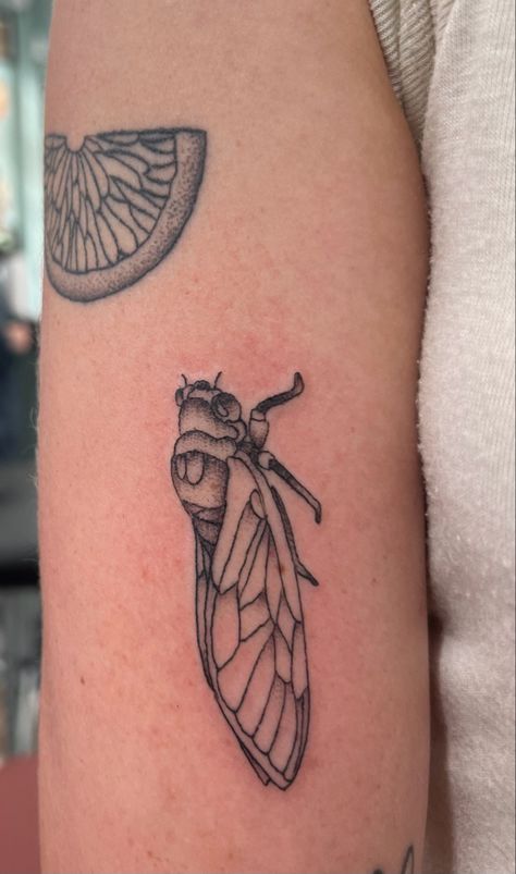 Small Cicada Tattoo, Cicada Wing Tattoo, Katydid Tattoo, Cicada Tattoo Design, Simple Cicada Tattoo, Cicada Shell Tattoo, Cicada Flash Tattoo, Cicada Tattoo Wings Open, Cicada Line Art