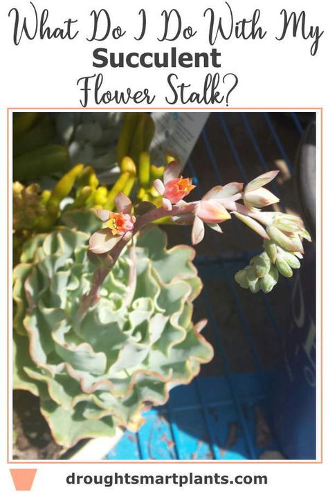 What to do with a succulent flower stalk... Succulent Growing, Succulent Flowers, Flowering Succulents, Plant A Garden, Plant Propagation, Growing Tips, Propagating Plants, Container Garden, Outdoor Projects