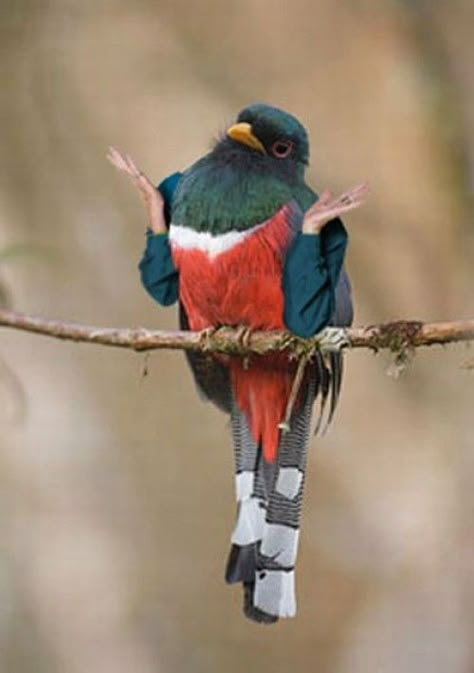 Birds With Arms, Photoshopped Animals, Funny Bird Pictures, Funny Photoshop, Funny Birds, Bird Pictures, Reaction Images, Arte Animal, Funny Animal Memes