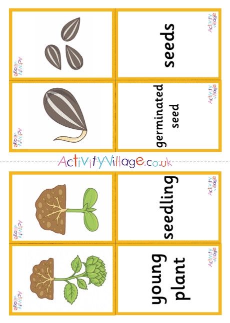 Sunflower Life Cycle Matching Cards Sunflower Life Cycle, Activity Village, Plant Activities, Planting Sunflowers, Free Preschool Worksheets, Free Preschool, Matching Cards, Life Cycle, Preschool Worksheets