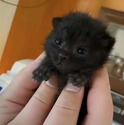 This is a newborn kitten, the size of two thumbs, a very cute cat, right? Very Cute Cat, Cat Noises, Cute Puppies And Kittens, Newborn Kittens, Cute Black Cat, Silly Cats Pictures, Cute Black Cats, Baby Kittens, Cute Animal Photos