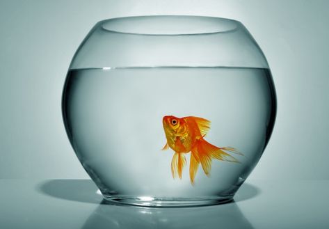 Keeping a betta fish or goldfish in a small fish bowl is equivalent to soaking in a bathtub contaminated by your own waste Office Fish Bowl, Goldfish Bowl Painting, Fish Bowl Ideas Goldfish, Fish Bowl Photography, Small Goldfish Tank, Gold Fish Bowl Ideas, Small Fish Bowl Ideas, Cute Fish Bowl Ideas, Goldfish Bowl Ideas