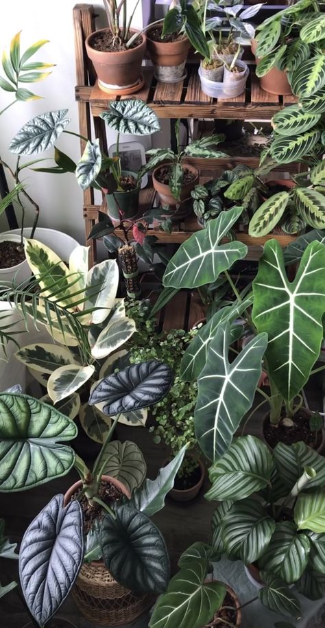 Cream Bath Salon, Plant Collection Aesthetic, Plant Collection Display, Cool Plants Indoor, Green House Plants, Plant Vibes, Home Plants, Plant Goals, Plants Are Friends