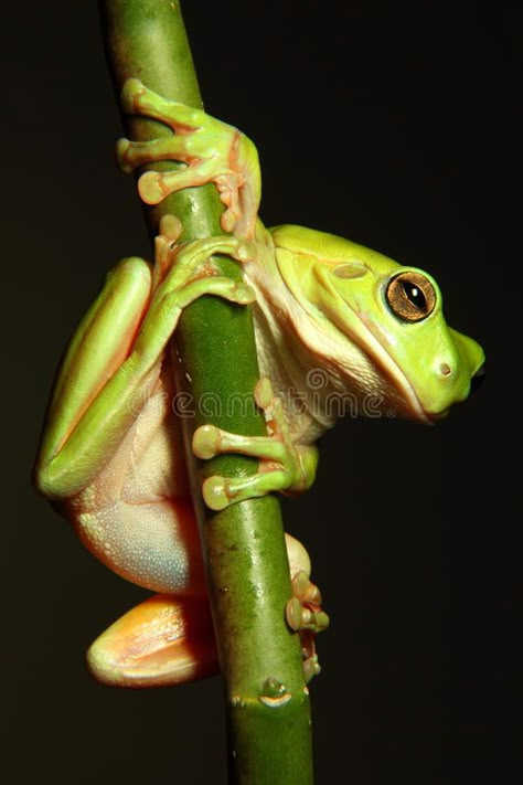 Frog Hanging On Branch, Green Tree Frogs, Australian Green Tree Frog, Frog Reference Photo, Australian Tree Frog, Frog On Branch, Frog Reference, Frog Portrait, American Green Tree Frog