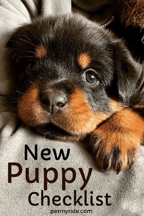 Puppy Needs Checklist, New Puppies, First Night With Puppy, Puppy Necessities, Puppy Schedule, Puppy Announcement, Puppy Essentials, Puppy Life, Puppy List