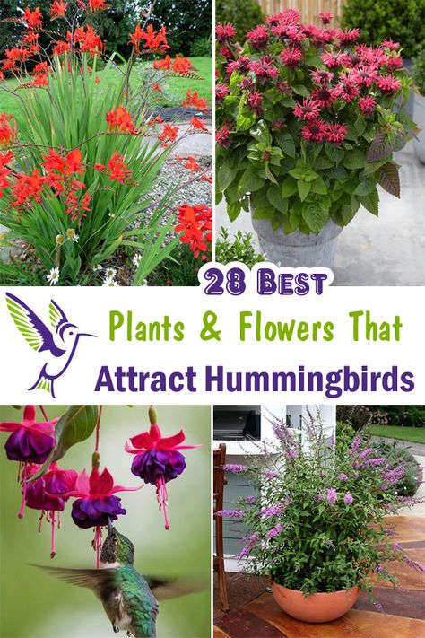 Best Hummingbird Flowers, What Attracts Hummingbirds, Plants Hummingbirds Like, Hummingbird Garden Ideas Backyards, Hummingbird Potted Plants, Hummingbird Attracting Flowers, Flowers That Hummingbirds Like, Flowers For Hummingbirds And Butterflies, Hummingbird Container Garden